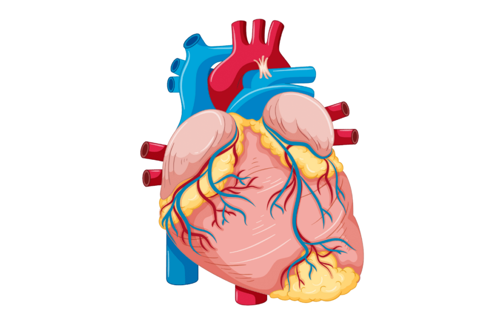 Heart Aorta tube